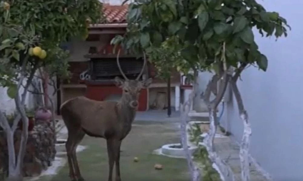 Ο Άι Βασίλης ξέχασε το ελάφι του στο...Μενίδι-Το ζώο εγκλωβίστηκε σε αυλή σπιτιού